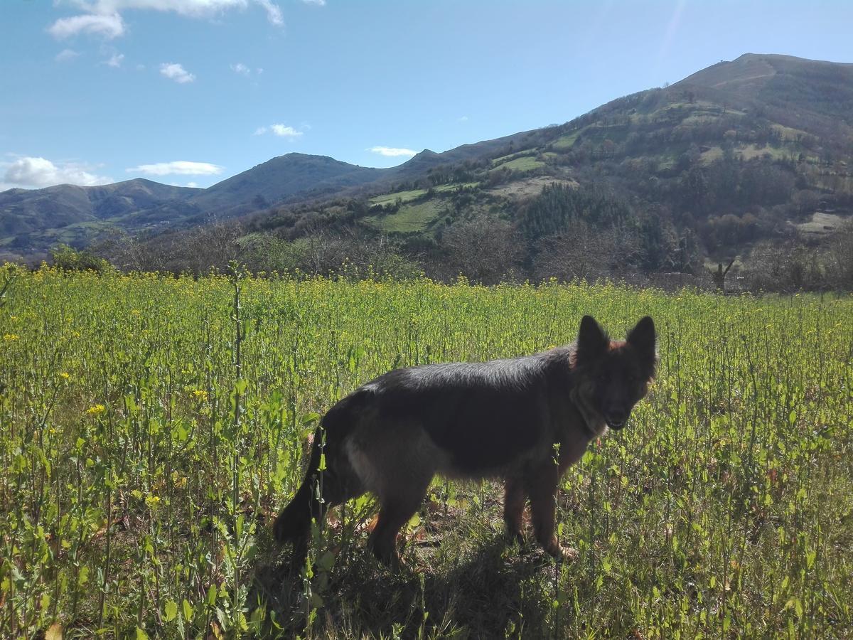 Agroturismo La Casona De Belmonte Ovinana  Bagian luar foto