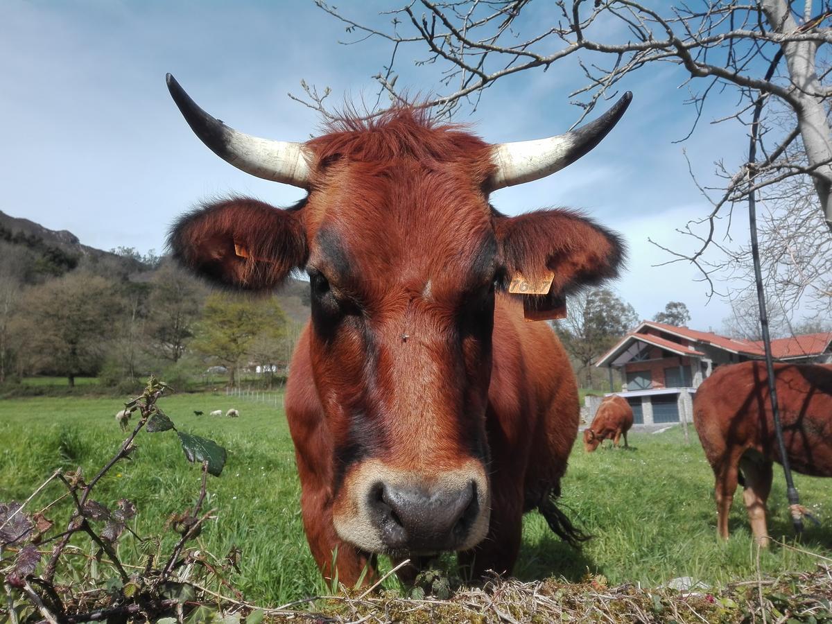 Agroturismo La Casona De Belmonte Ovinana  Bagian luar foto